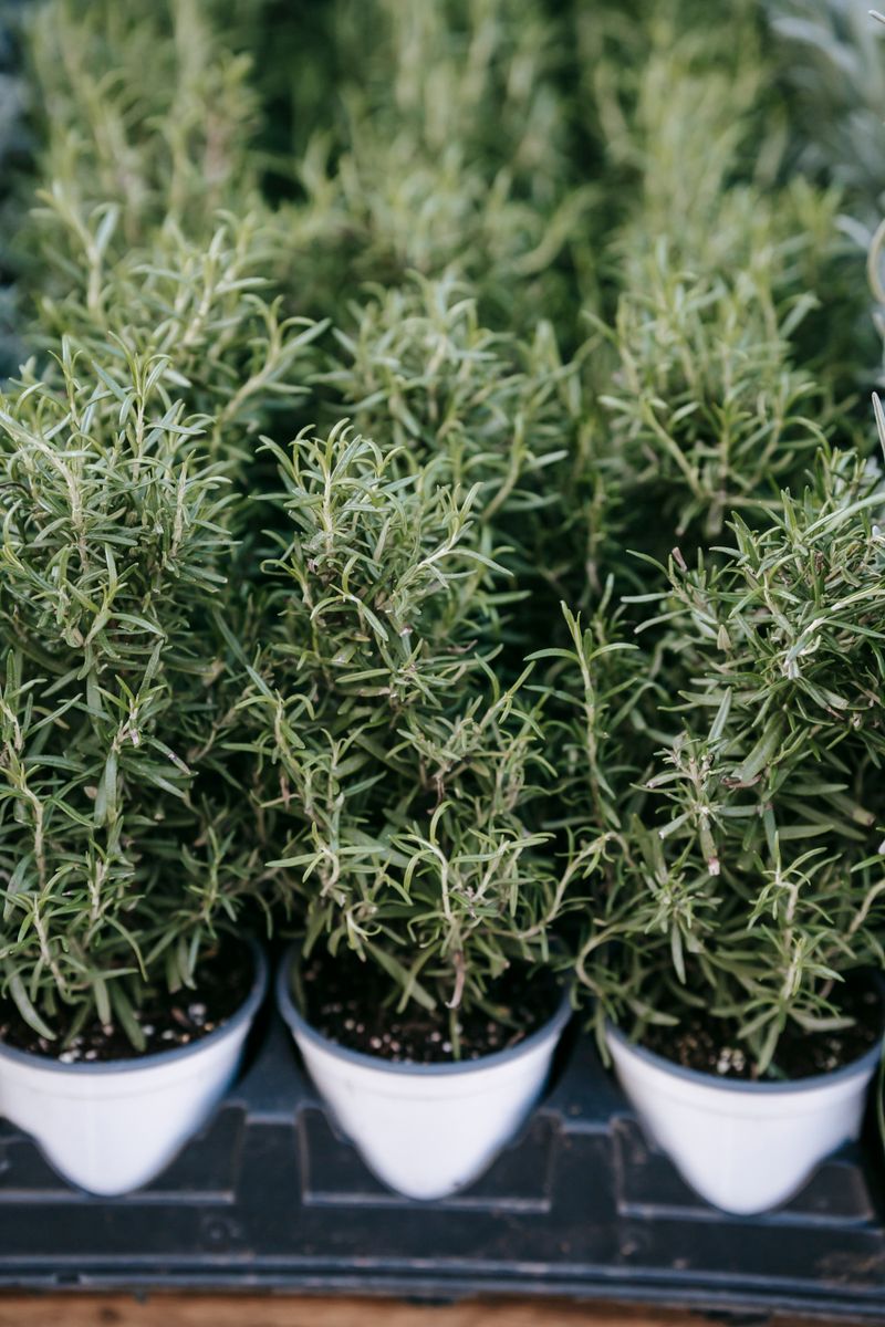 What are the best ways to store Earl Grey Tea to keep it fresh?