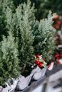 Potted juniper plants placed on stall