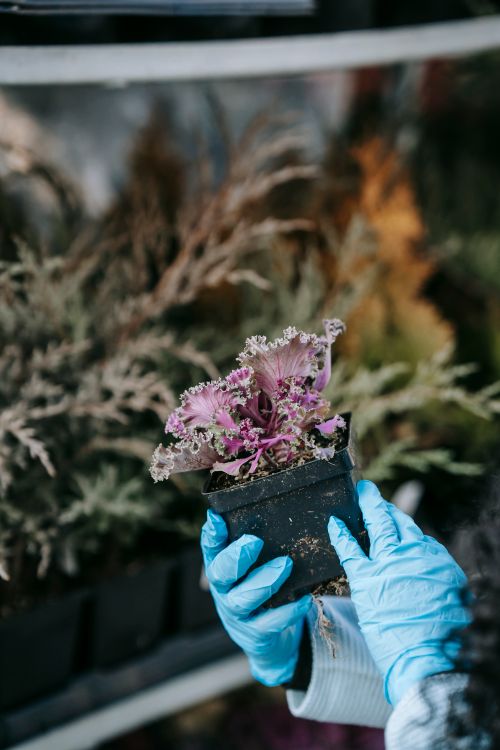 Free Crop faceless person in latex gloves choosing lush purple ornamental cabbage while standing near shelf in local bazaar Stock Photo