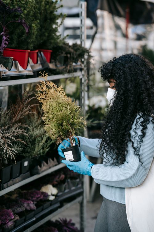 Free Side view focused African American female in respirator and gloves choosing potted lush arborvitae plants while standing near shelf in local market Stock Photo