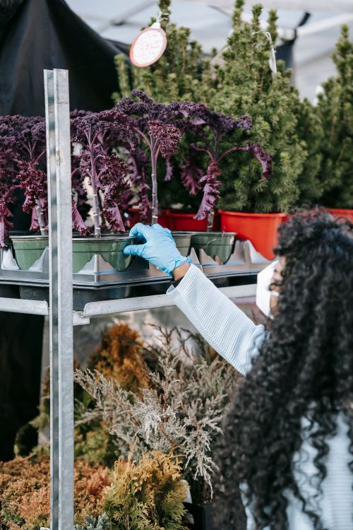 Free Anonymous African American female with curly hair wearing respirator and gloves choosing potted lush herbs on shelf in local street bazaar Stock Photo