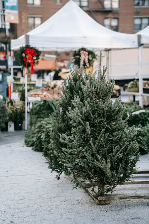 Lush firs placed on paved sidewalk in green market