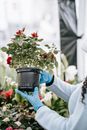 Crop anonymous female in gloves demonstrating potted fragrant red flower and standing near stall in floral market