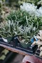 High angle lush potted haworthia succulents placed on stall in local street market