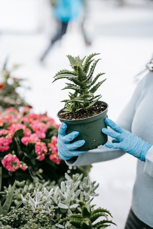 Crop unrecognizable woman examining potted aloe in street market