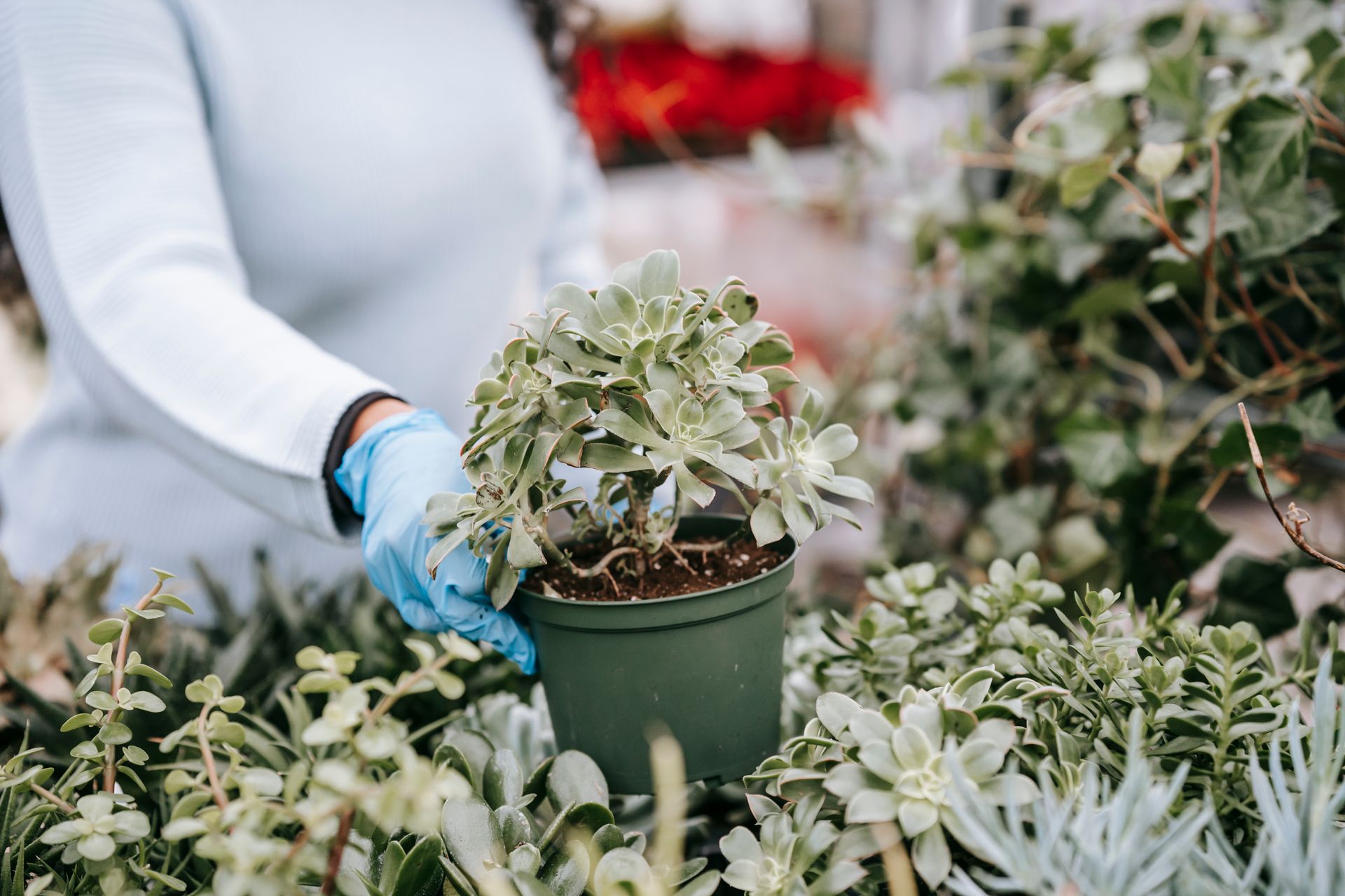 Woman in blue gloves picking a potted succulent at an outdoor market.