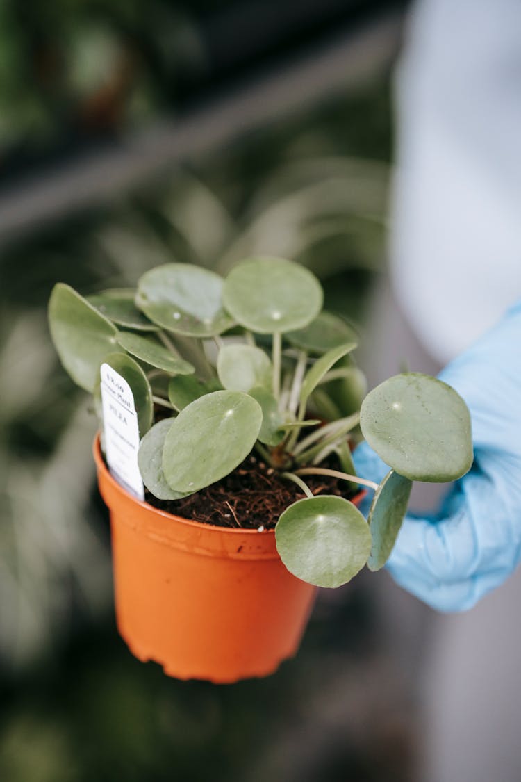 Crop Person With Potted Pilea Plant