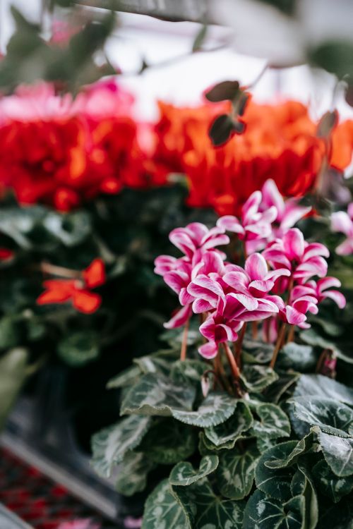 Free Bright blooming cyclamen with green leaves placed on shelf near red flowers in floral market with various plants on blurred background Stock Photo