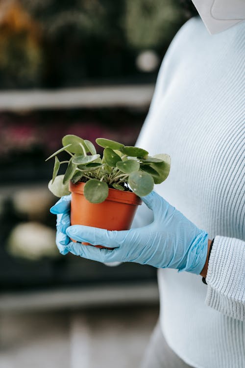 Female in gloves holding small Chinese money plant in pot