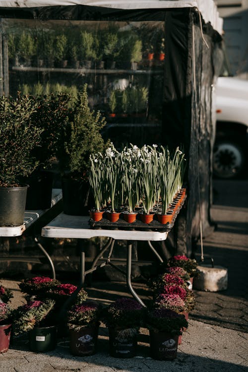 Potted plants selling on street in sunny day
