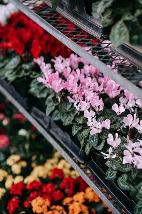 Colorful blooming flowers in pots placed in rows on counter of floristry store in daytime