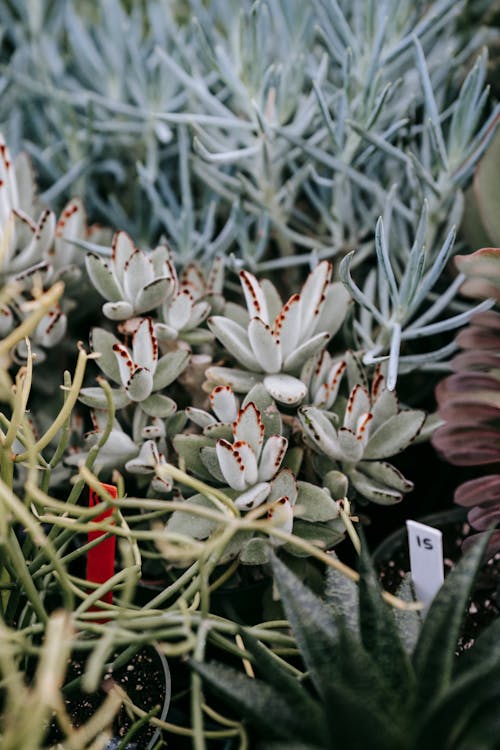 Free Green succulents growing in pots Stock Photo