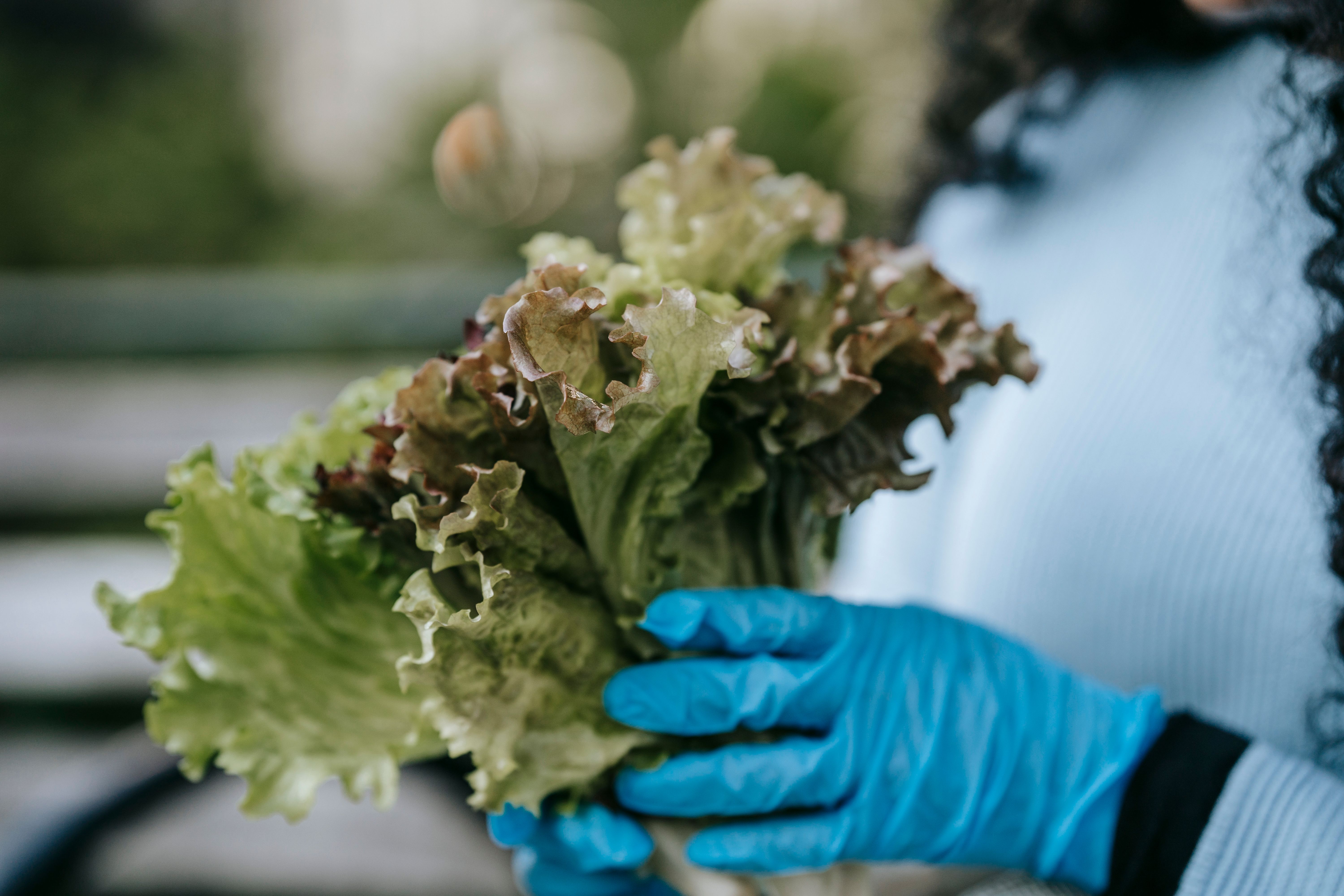 Crop anonymous female in casual clothes and blue gloves demonstrating bouquet of green lettuce leaves in hands in daytime in street