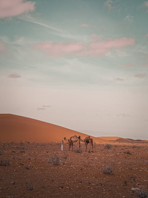 Kostnadsfri bild av djur, het, kameler