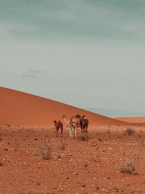 Camels Walking on the Desert