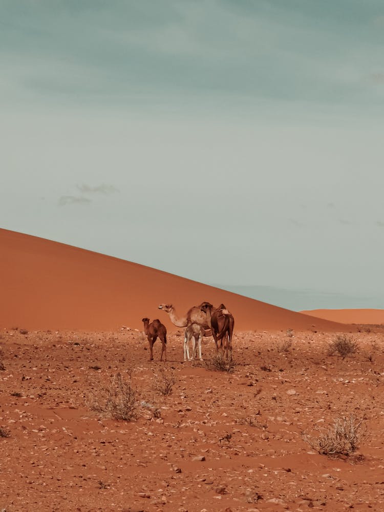 Camels Walking On The Desert