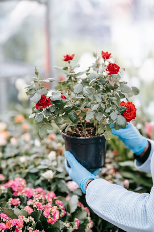 Unrecognizable person with gloves standing with blooming potted plant in hands while standing in floral shop with abundance of flowers on blurred background