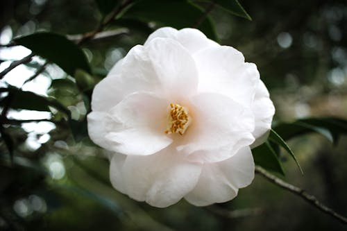 Fotos de stock gratuitas de hermosa flor