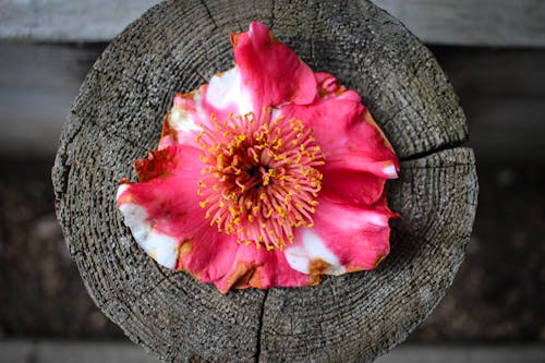 Fotos de stock gratuitas de hermosa flor