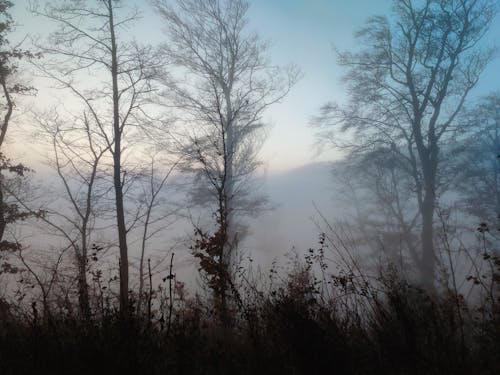 Photograph of a Foggy Woods