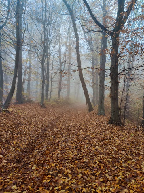 Foto d'estoc gratuïta de amb boira, arbres, boira