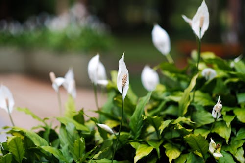 Blooming flowers with green leaves in garden