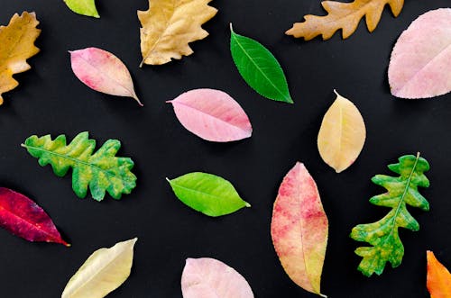 Assorted-color Leaves Illustration
