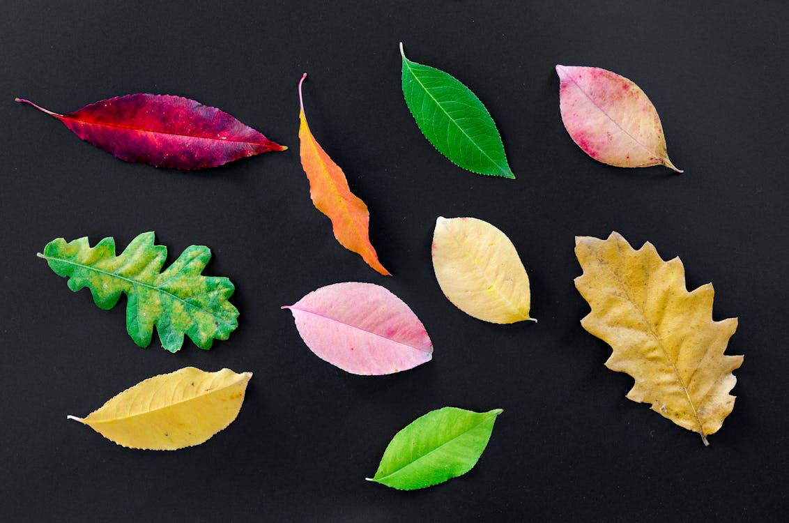 Assorted Types Of Leaves On Black Surface