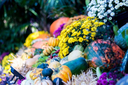 Gratis lagerfoto af blade, blomster, farver