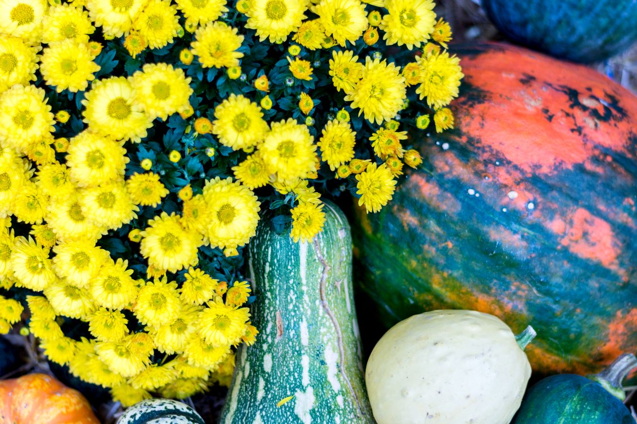 a lively autumn display of yellow chrysanthemums paired with diverse g