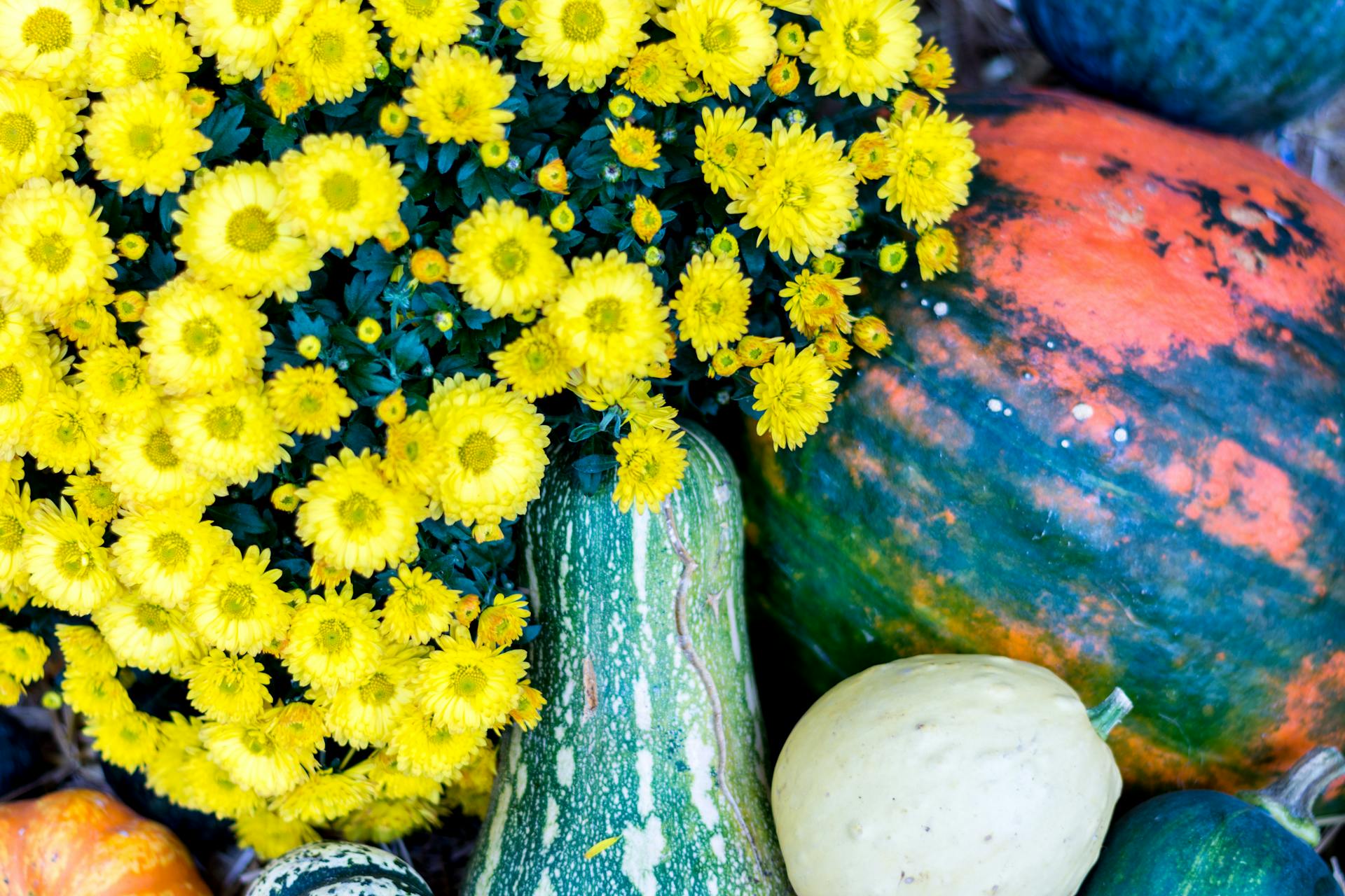 A lively autumn display of yellow chrysanthemums paired with diverse gourds and squashes.