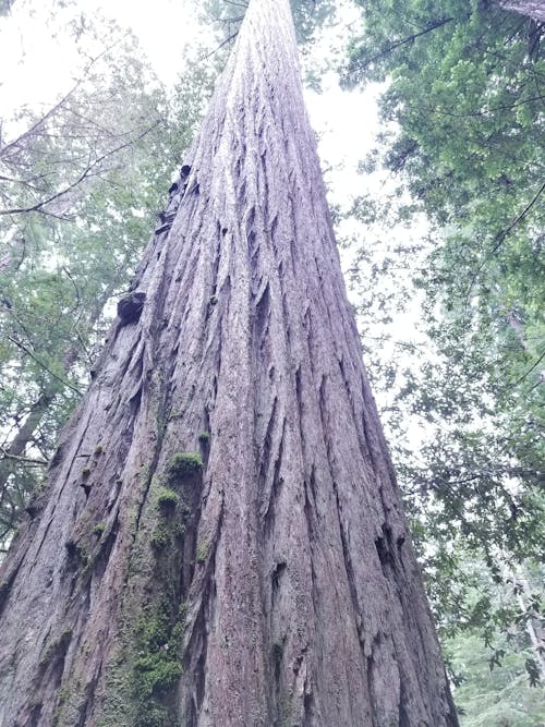 Foto d'estoc gratuïta de sequoia
