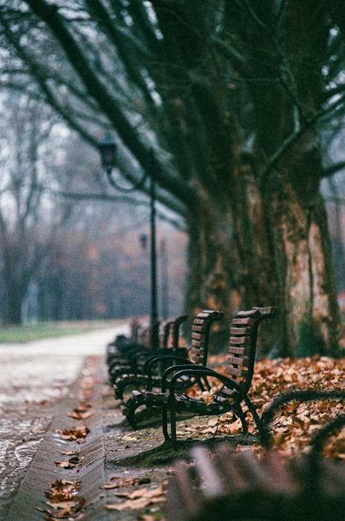 Empty Benches on the Park