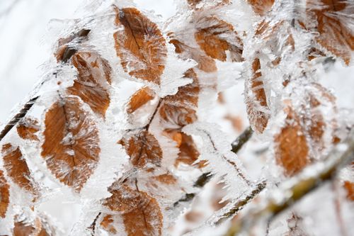 Free Detailed view of brown leaves covered in delicate ice crystals during winter. Stock Photo