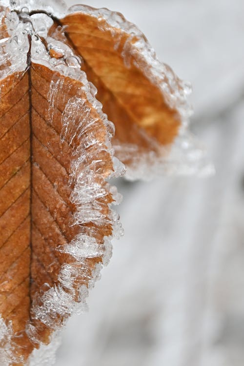 Hoja Marrón Cubierta De Nieve