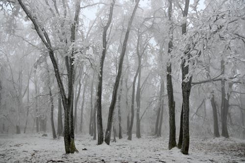 免费 冬季, 冷冰的, 大雪 的 免费素材图片 素材图片