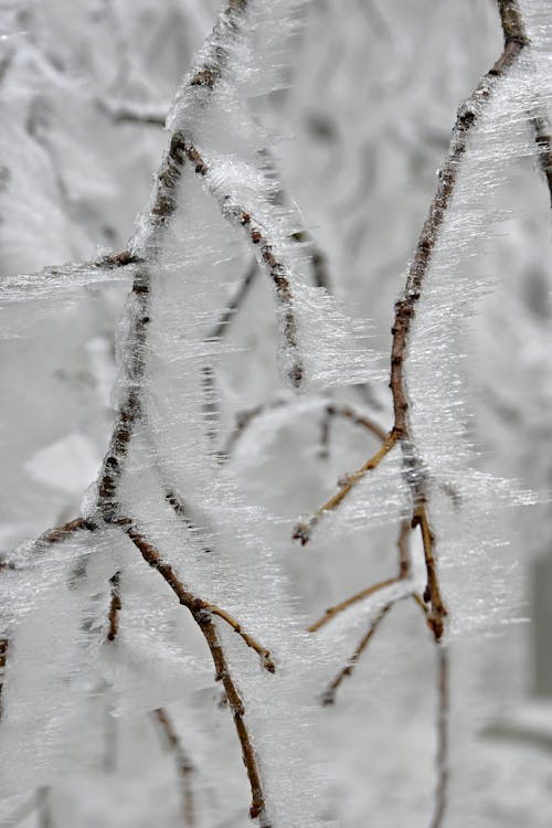 Neige Blanche Sur Une Branche D'arbre Brun