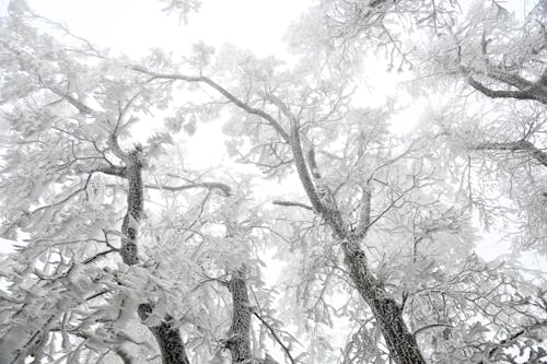 Low-Angle Shot of Leafless Trees during Winter