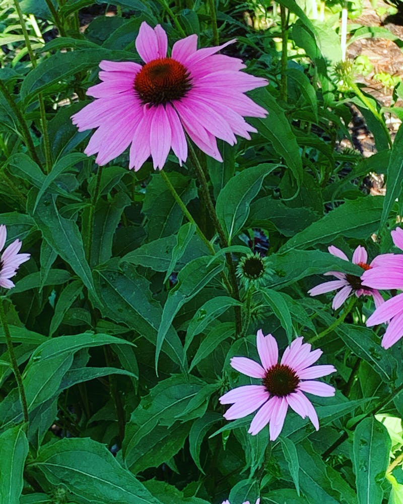 Тазалау қызметін таңдау