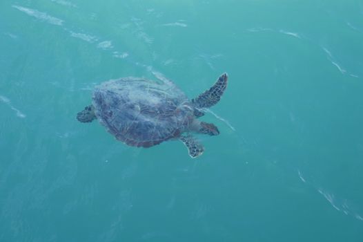 A lone sea turtle gracefully glides through the turquoise ocean waters.