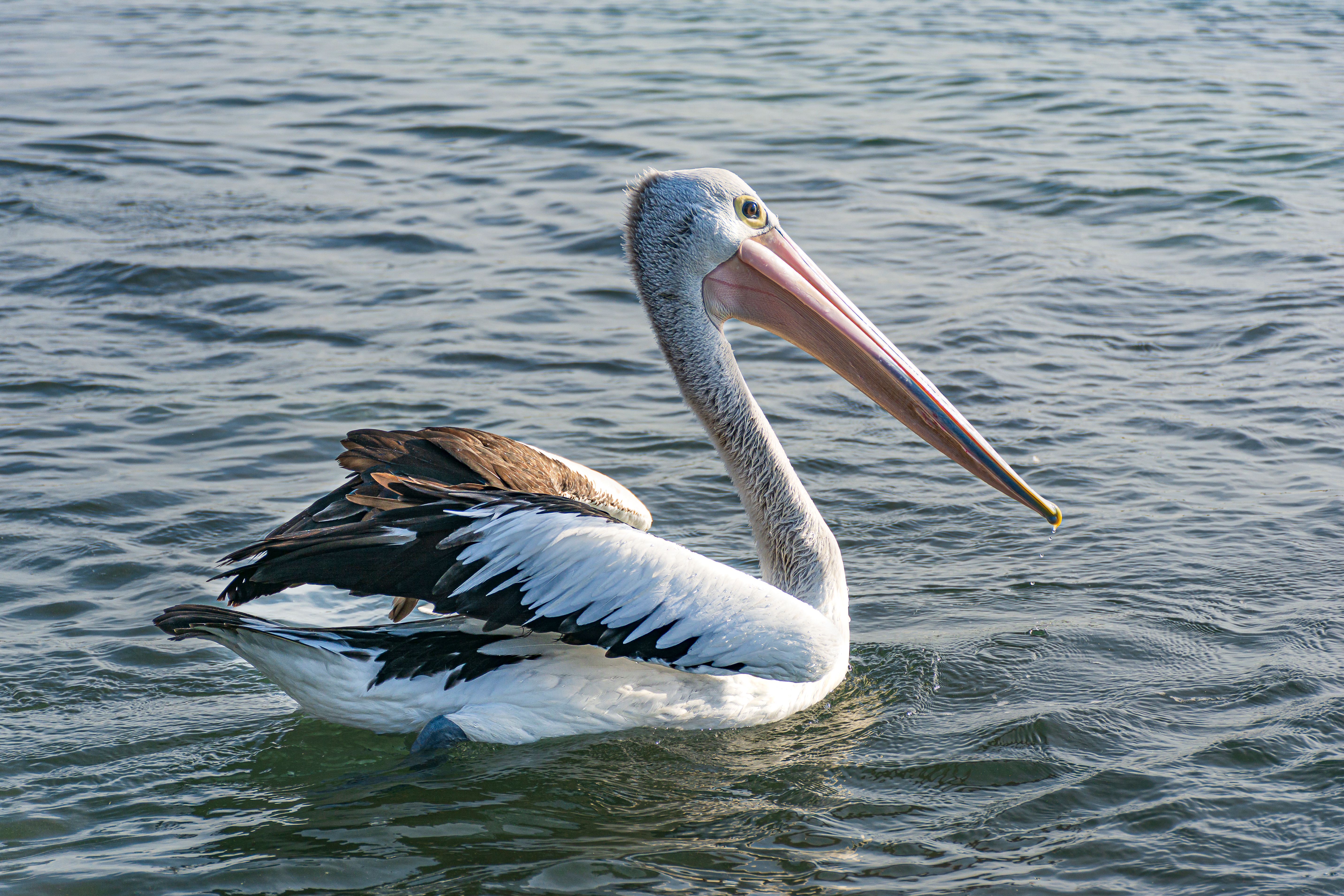 A majestic Australian pelican (Pelecanus conspicillatus) swims gracefully on calm waters.