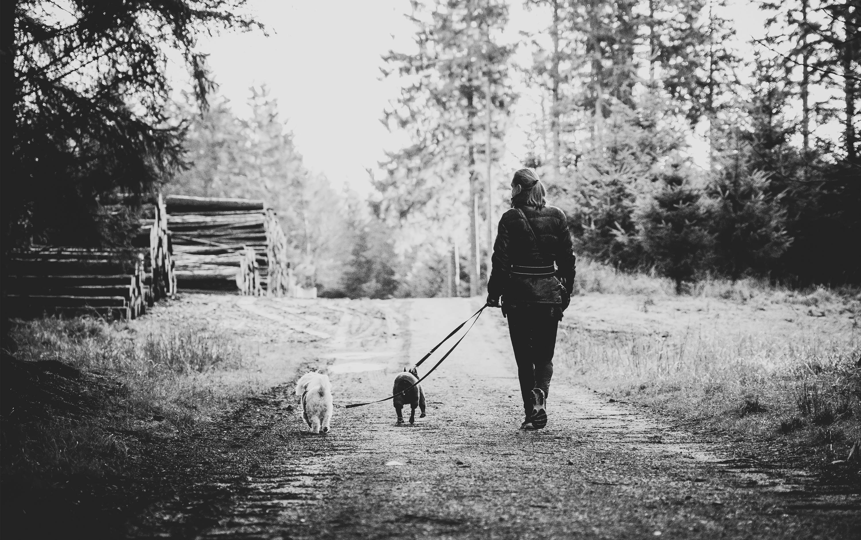 Person Walking Her Two Dogs