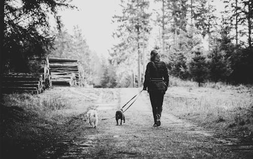 Kostnadsfri bild av fritid, gråskale, hund promenad