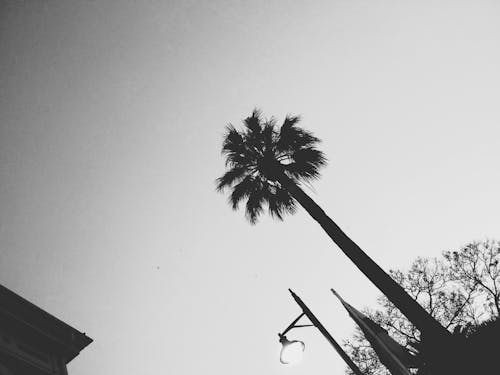 Free stock photo of black and white, palmtree