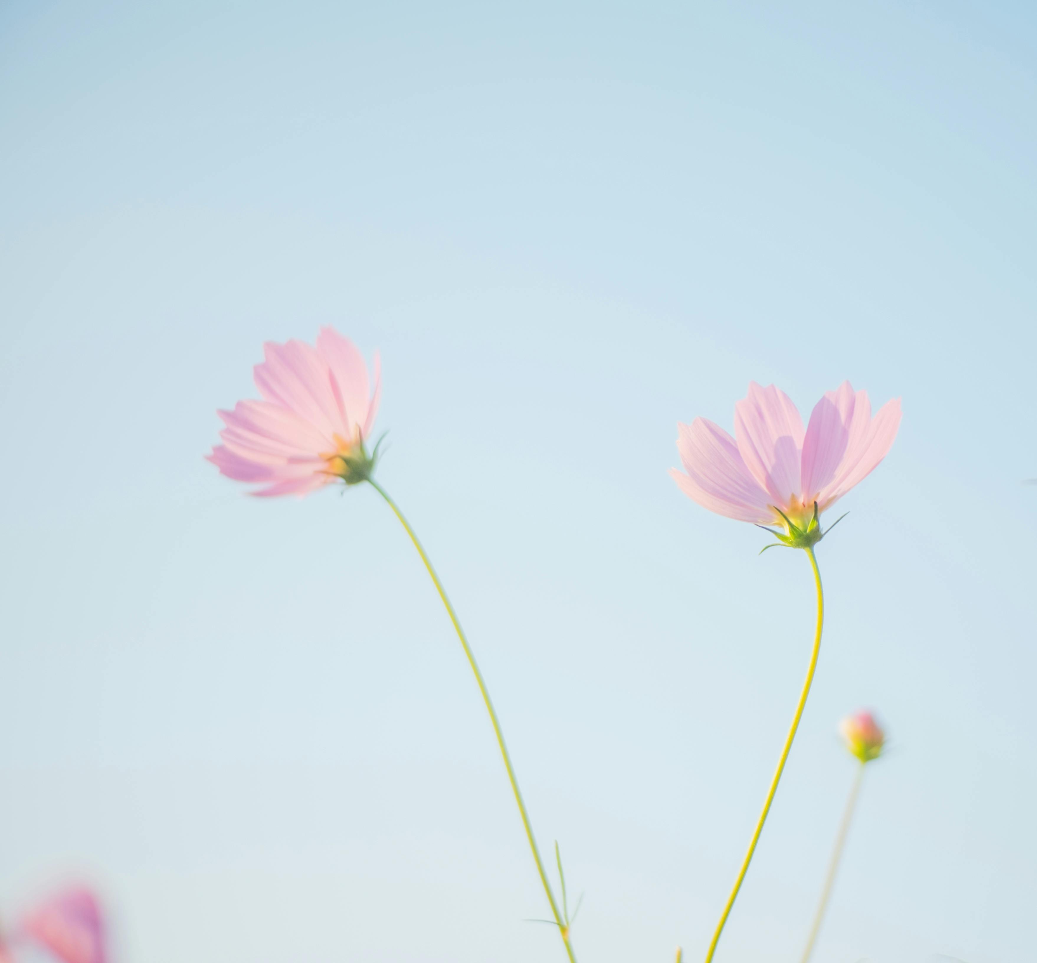 Beautiful pink cosmos flowers blooming under a clear blue sky in Vietnam.