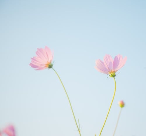 Close-Up Photo of Two Blooming Garden Cosmos