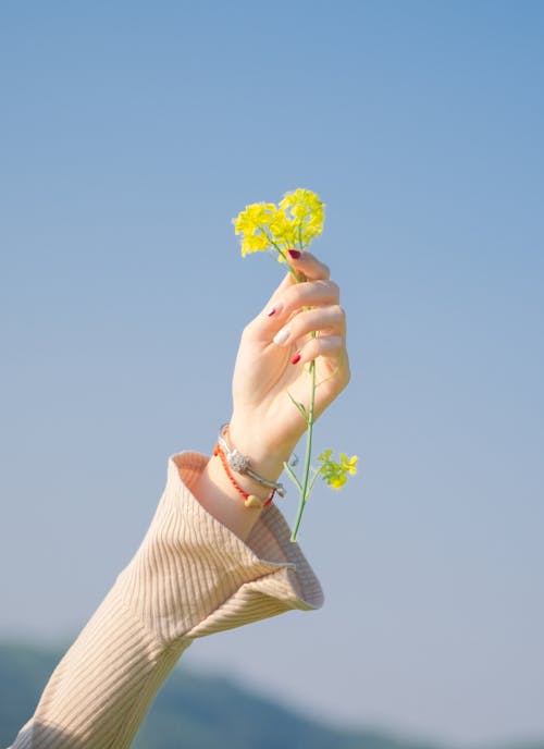 คลังภาพถ่ายฟรี ของ napus brassica, จับ, ดอกไม้สีเหลือง
