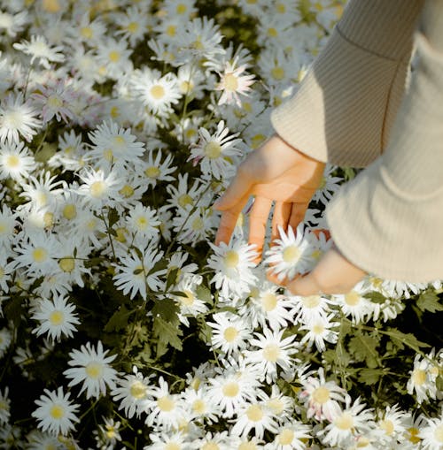 Free Faceless woman picking Bellis perennis flowers on meadow Stock Photo