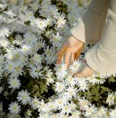 Faceless woman picking Bellis perennis flowers on meadow