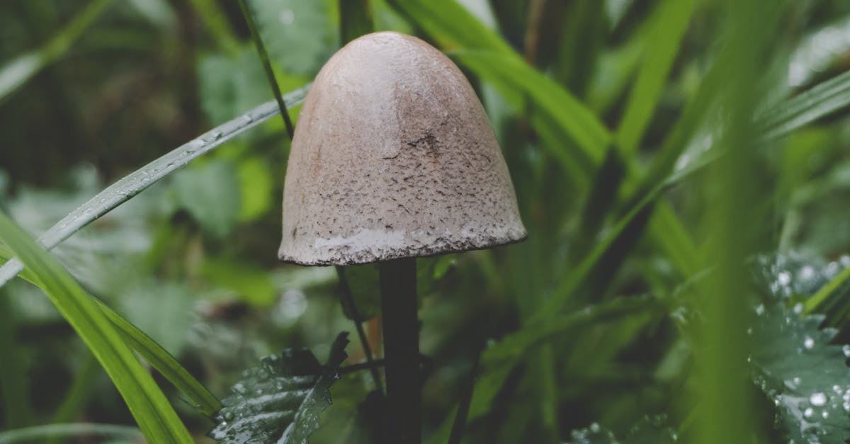 Why are there mushrooms growing in my grass